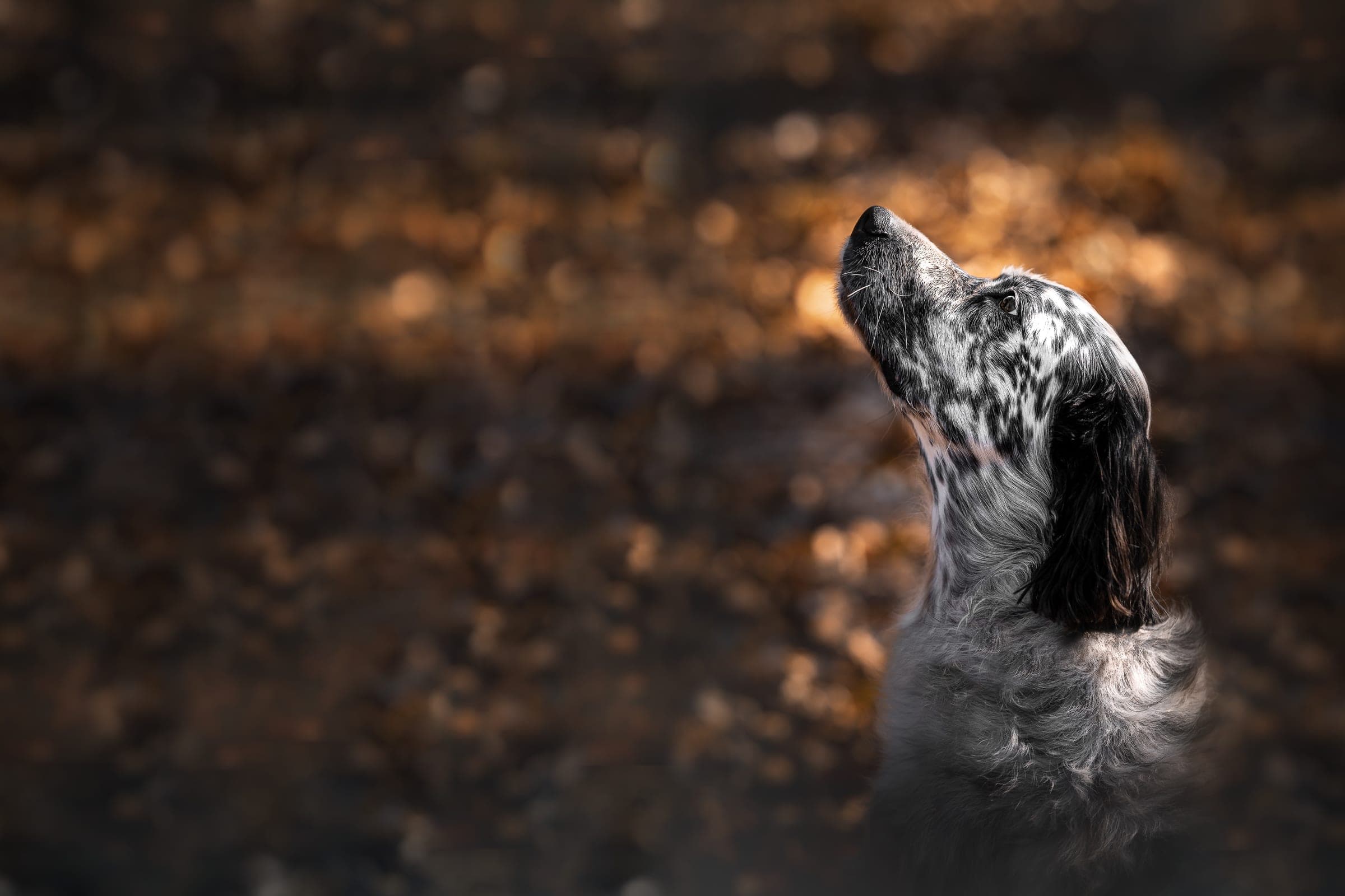 Irus, setter anglais, le regard levé
